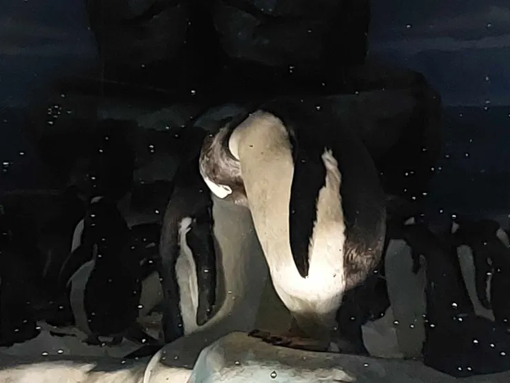 這張照片是兩隻企鵝在互相取暖，好可愛~