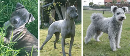 (a)靛藍色的斯塔福郡鬥牛梗(b)帶有d1/d2基因型的泰國脊背犬(c)帶有d1/d3基因型的波密犬。圖/ Schmutz S. M. et al(2007)