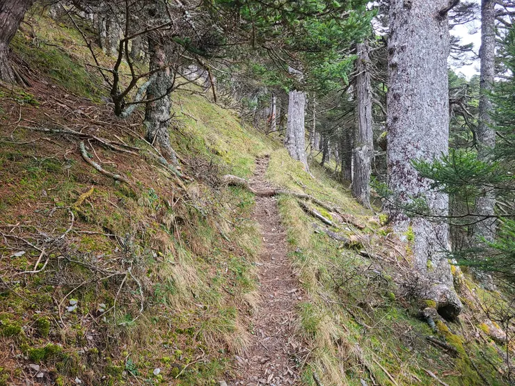 越過溪溝，回到步道