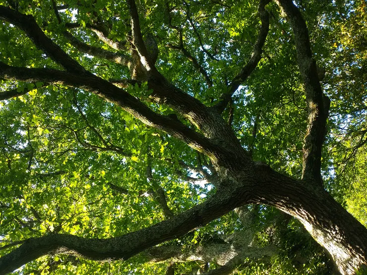 蟬噪林逾靜，鳥鳴山更幽。