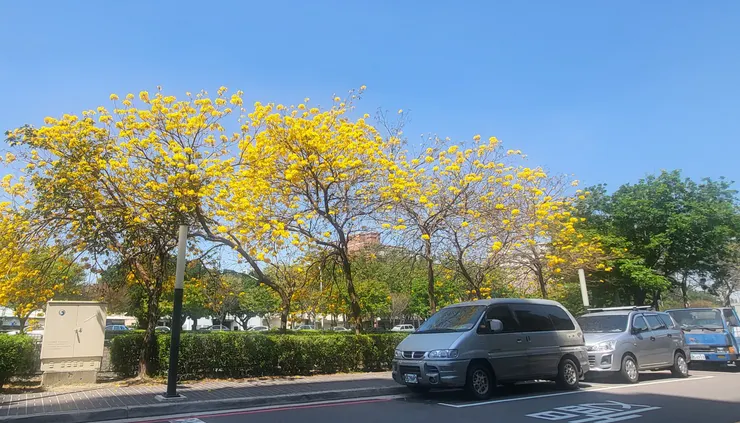 居家附近的黃花風鈴木(李建崑攝影)