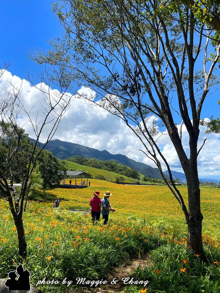 在綠意盎然的樹林間，枝葉微微搖曳，從縫隙間望出去，一整片金針花田正閃耀著金黃色光芒。花浪隨風起伏，如同大地的金色海洋。花田中央，兩個人並肩而立，靜靜欣賞這片花海。他們的身影被橘黃色花朵包圍著，顯得格外溫馨而浪漫，彷彿與天地共呼吸。整個畫面有一種被大自然擁抱的幸福感。