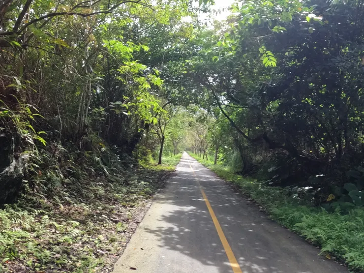 林蔭間小路心情很放鬆。