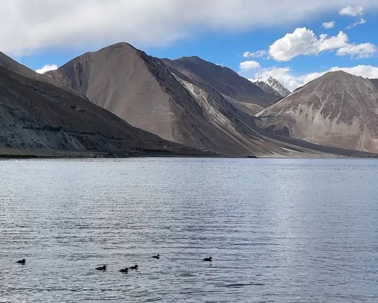野生的鴨子優游於班公錯