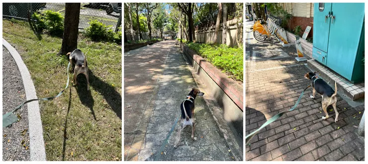 早上第二次散步四處探索