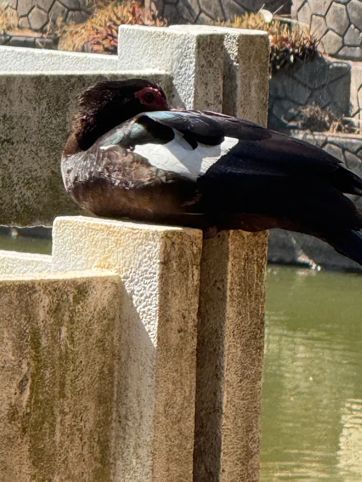 2025/10/09 散步看到的畫面