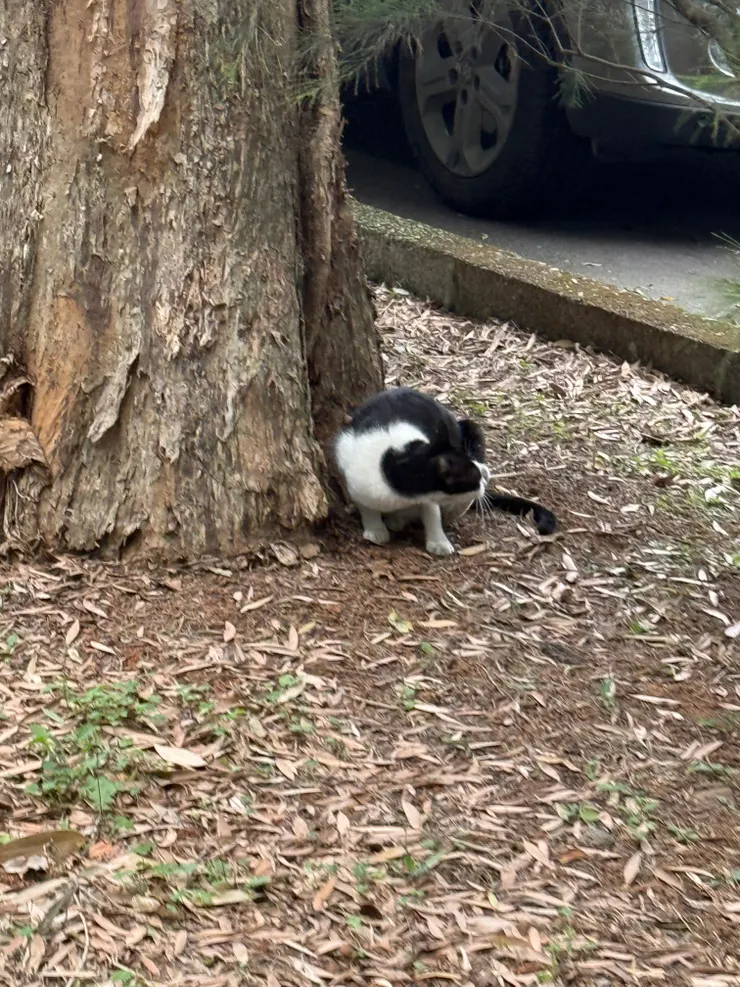 2026/03/23 貓貓一號