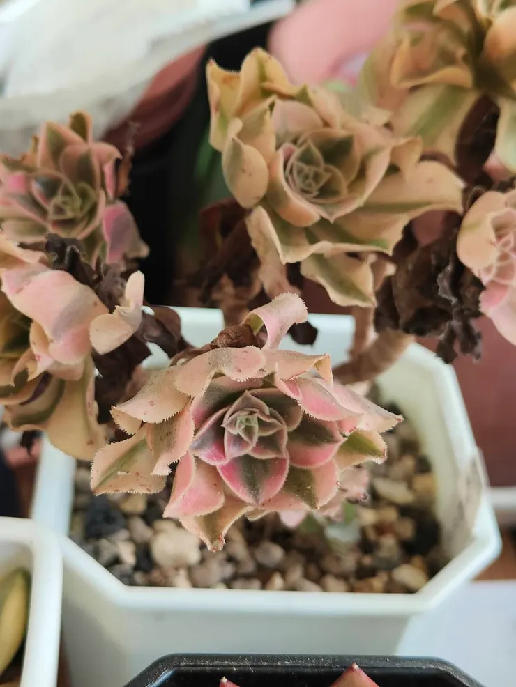 法師甦醒時 , 葉心會有開始生長的感覺