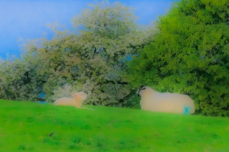 令我感到溫馨的綿羊