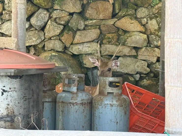 躲在瓦斯桶後面的鹿