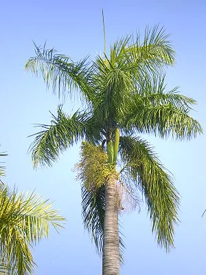 src
