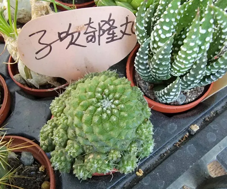 20240324 - 子吹奇隆丸