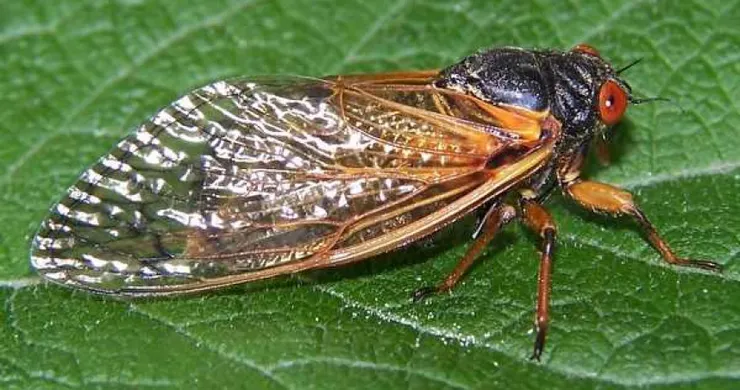 呱，這是十七年蟬