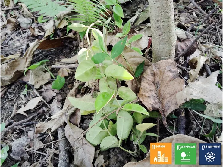 種定藤本的鷗蔓後，在植穴周邊也鋪上了就地蒐集來的落葉與腐植，而這也才算是完成了一棵植栽的種植流程