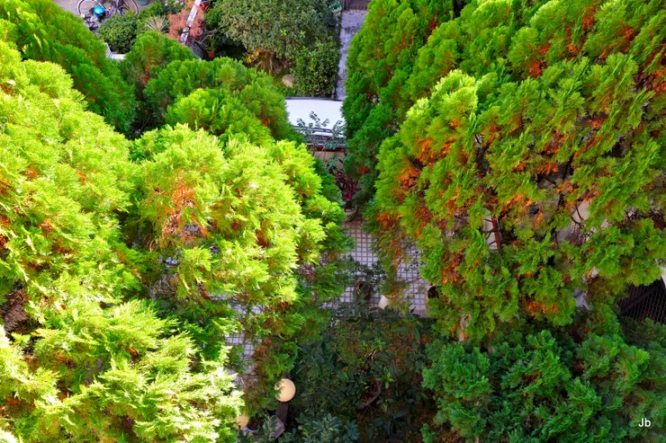 2022年1月，已決定翻新舊居，拍照留念。從3樓陽台俯拍庭院！南北兩側樹冠幾乎重疊，在下形成綠廊，提供清淨陰涼與綠意有誰不喜歡？