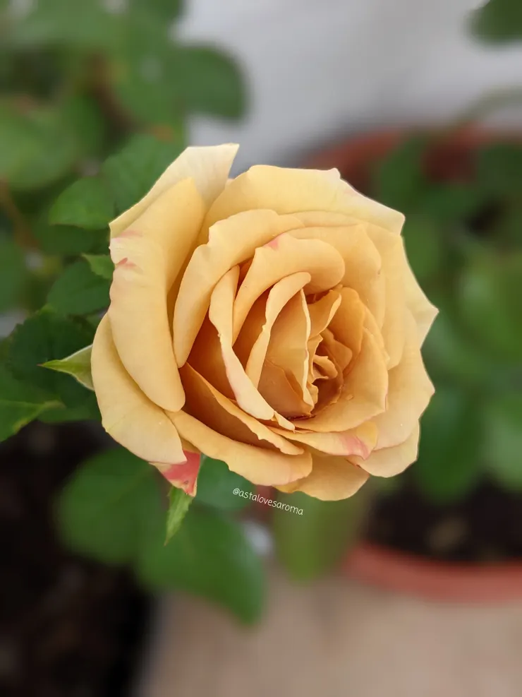 甜蜜第戎 十月底秋花