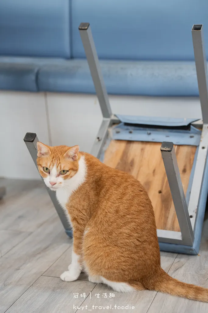 雲林北港美食餐廳_幸福燈塔複合式餐飲_痛風系滷肉飯!整層貓貓
