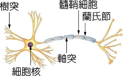 神經元結構圖，圖片來源：翰林雲端書院