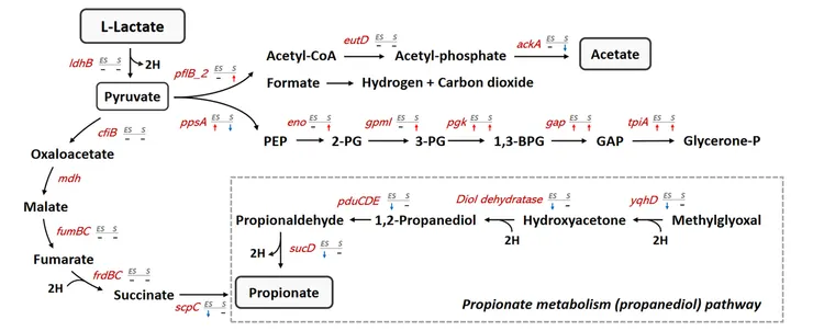 圖二、韋榮氏球菌的乳酸代謝機制圖。