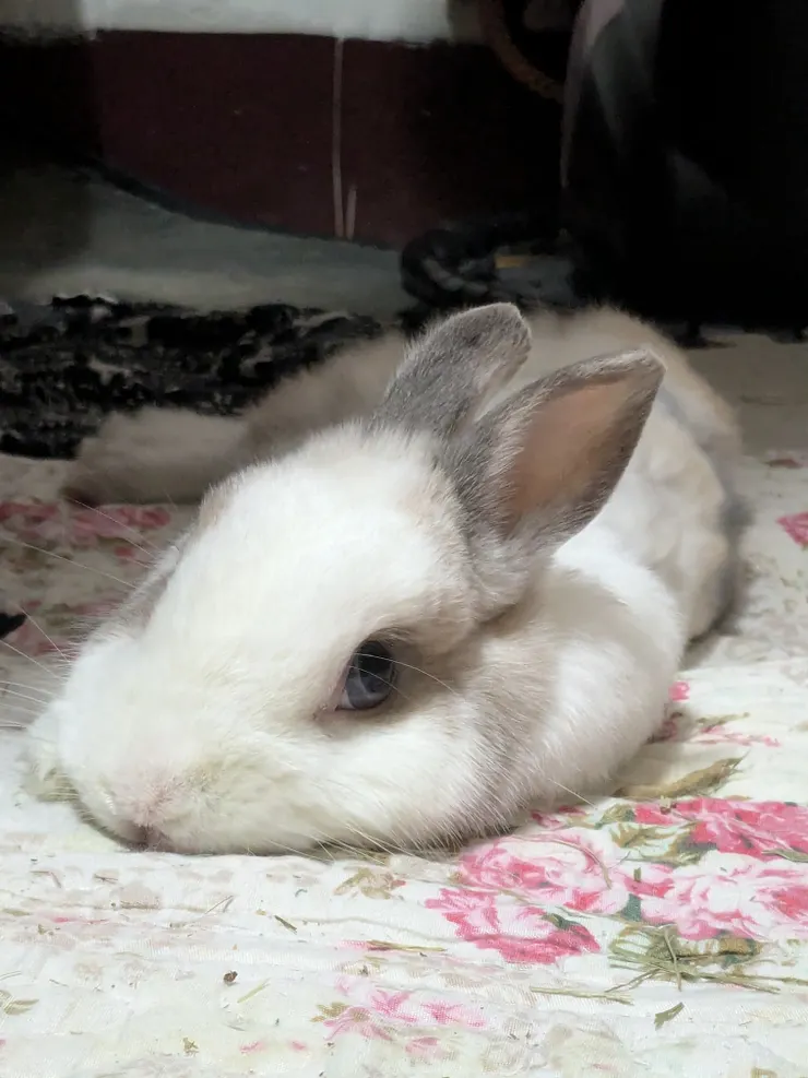 歪頭症前1~2週，除了減少跳上跳下，壽司平常仍神態自若