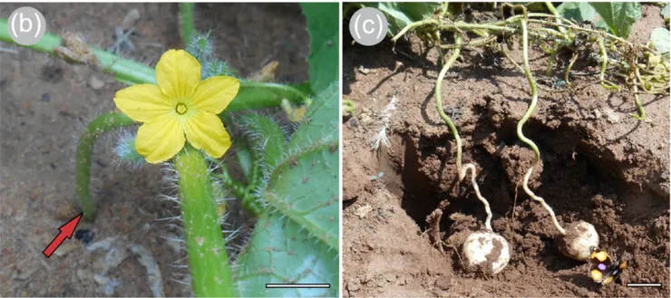 「地瓜」的花與果實。圖片取自期刊