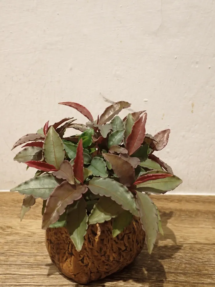 大安社大114.07.04