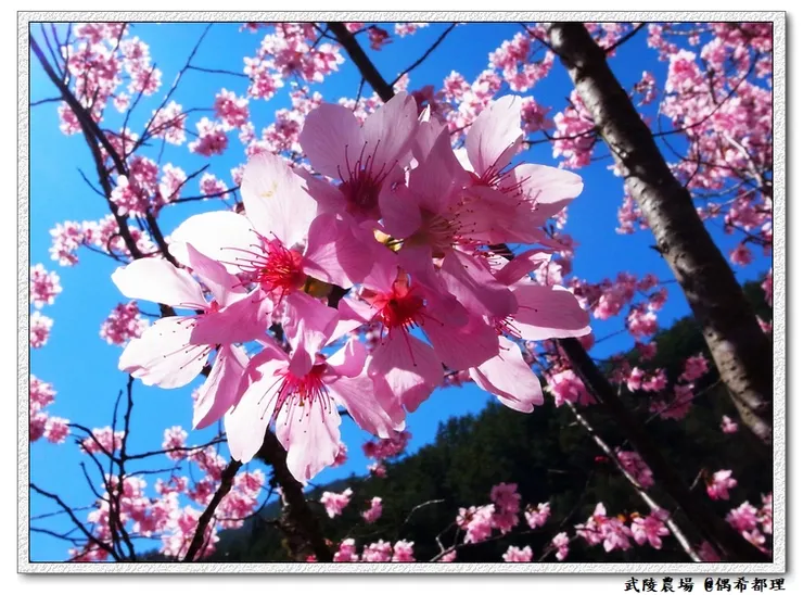 武陵農場往年2月中旬櫻花花況