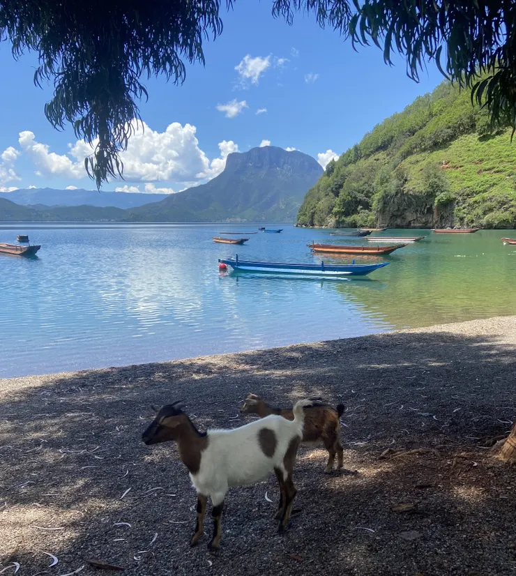 此生必來女神灣。幾艘豬槽船，兩三隻羊，和一段不期而遇的故事。