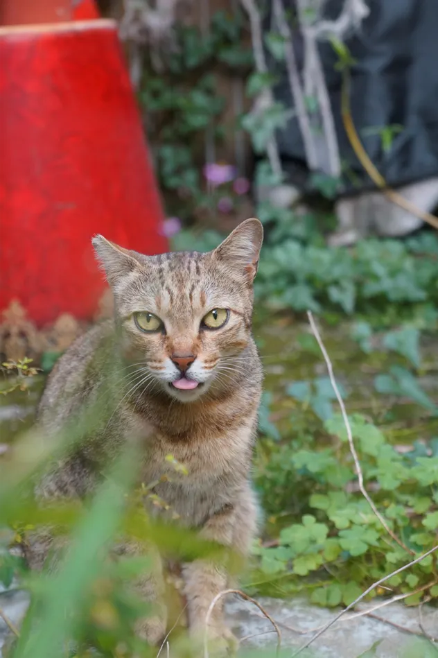 那就...當晚餐吃一口