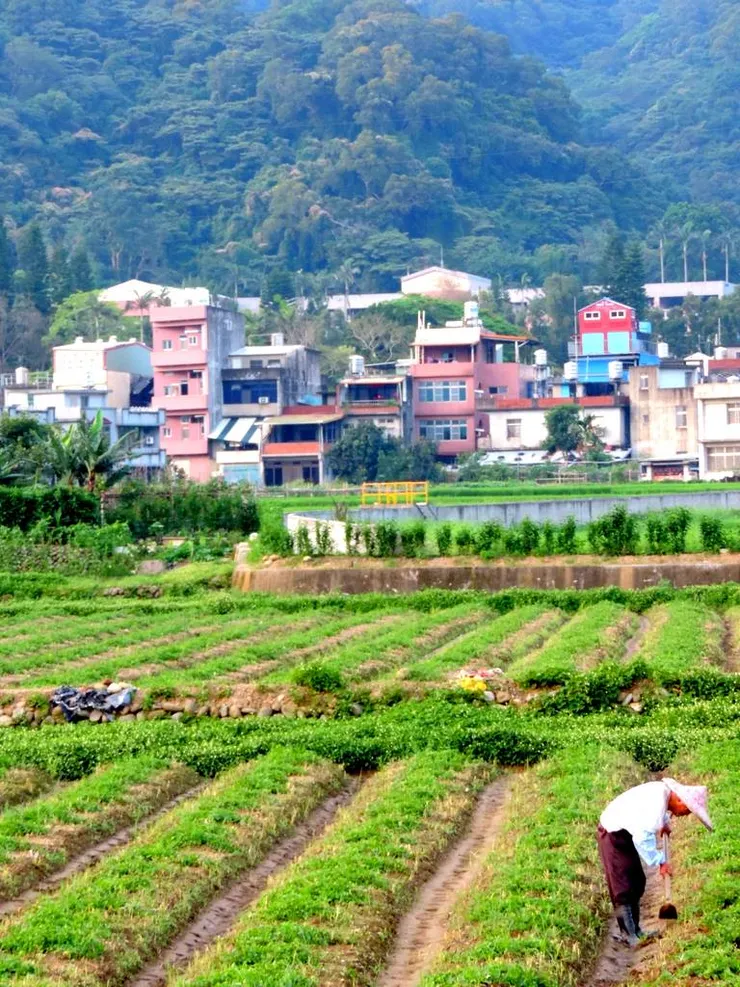 農場位於關西，鄰耕都種植仙草