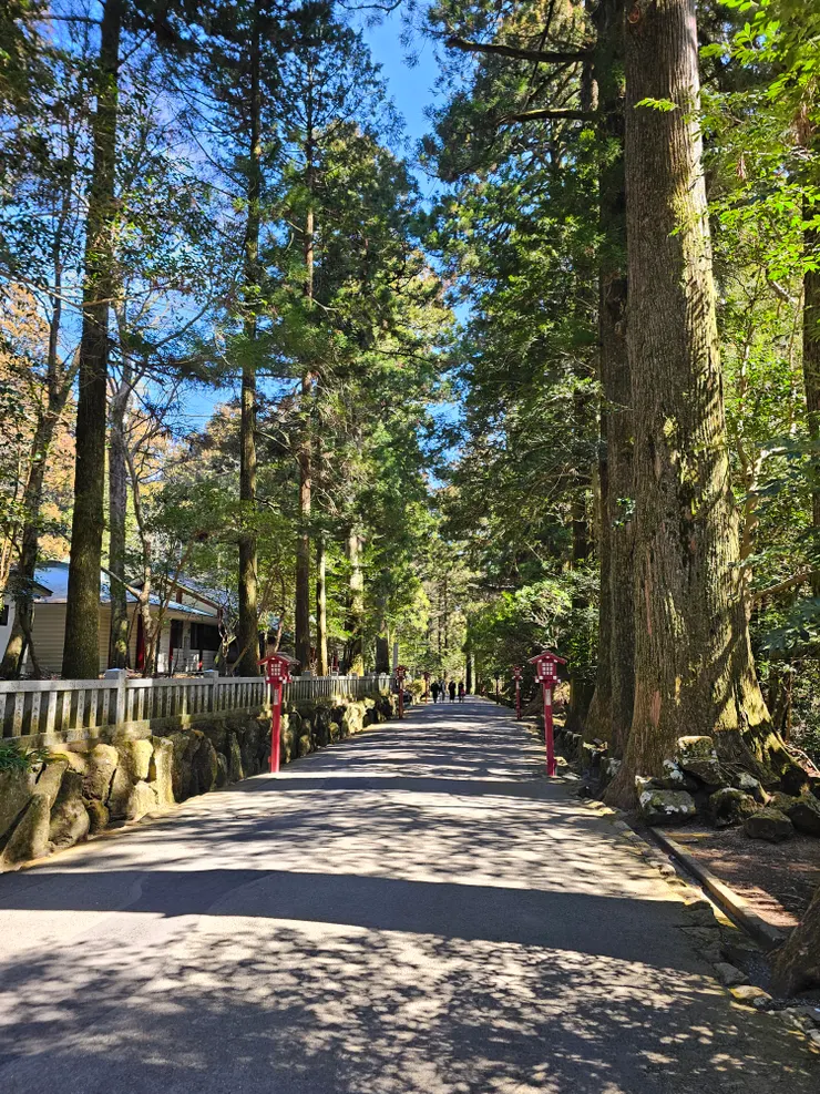 高聳的綠蔭大道