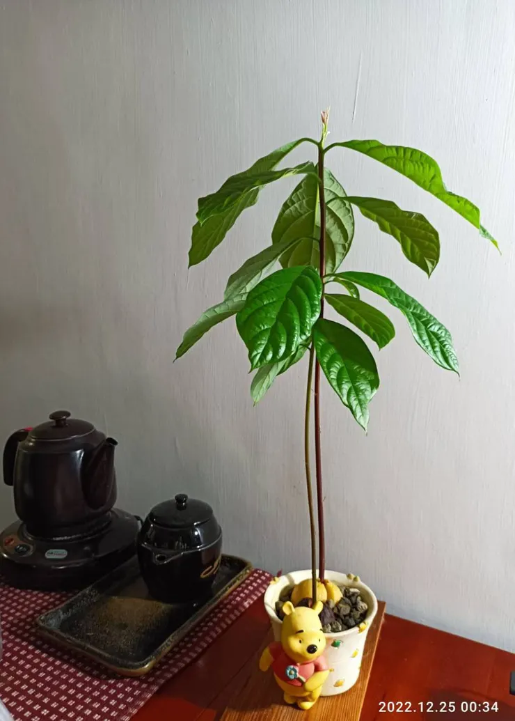 酪梨桌上小盆栽