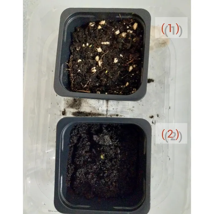 種子在泥土生長