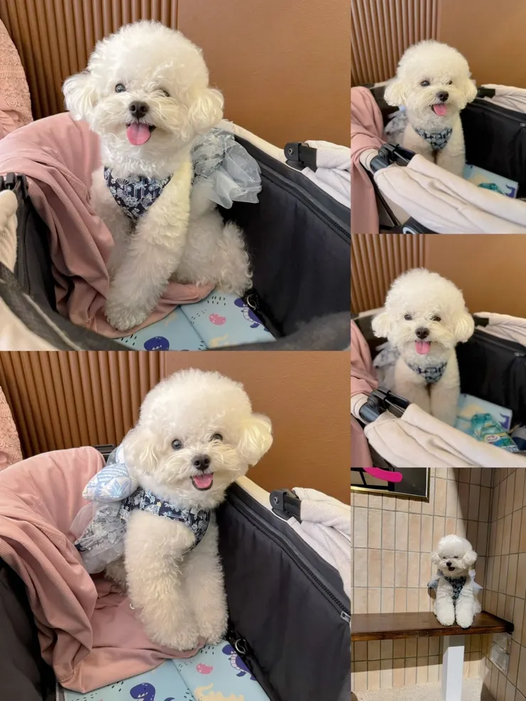 雖然是小男生,還是想把牠扮成女生...哈哈😆