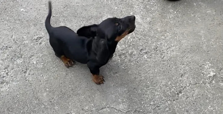 對外面世界很好奇👀