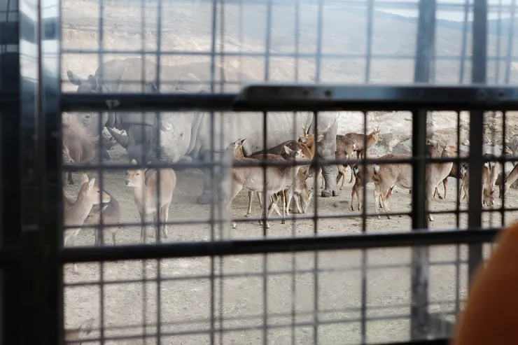 近距離觀察動物生態