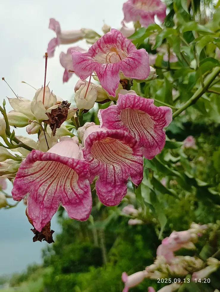 丰姿情漾勻淡雅