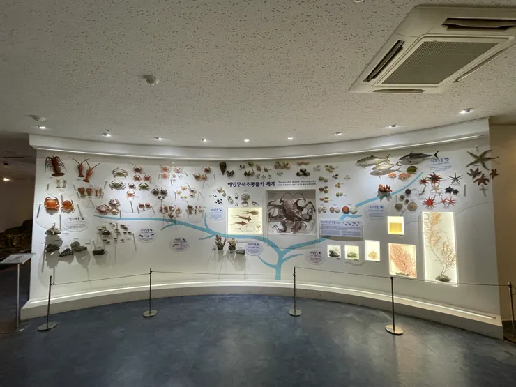 海洋無脊椎動物的世界