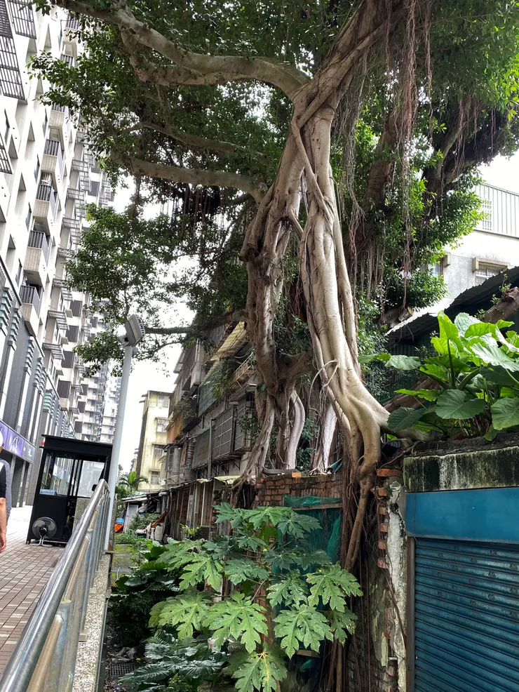 水圳邊頑強的生命力