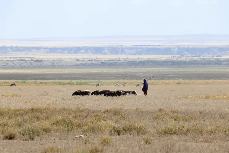 大草原上放牧的馬賽人