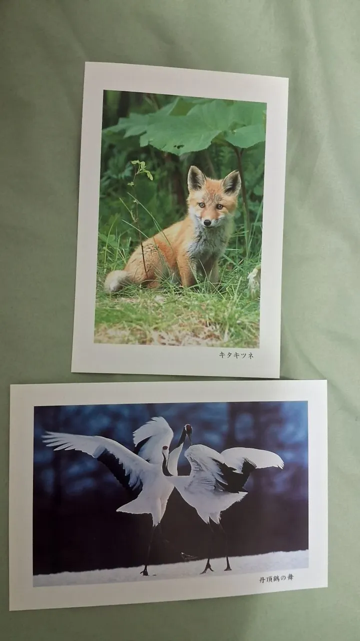 小狐狸與丹頂鶴