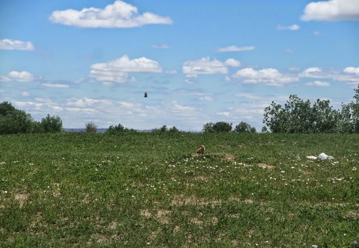 然後我拍到在家門上曬太陽的牠：Ｄ下錯站又迷路的我，很開心看到這個小傢伙～