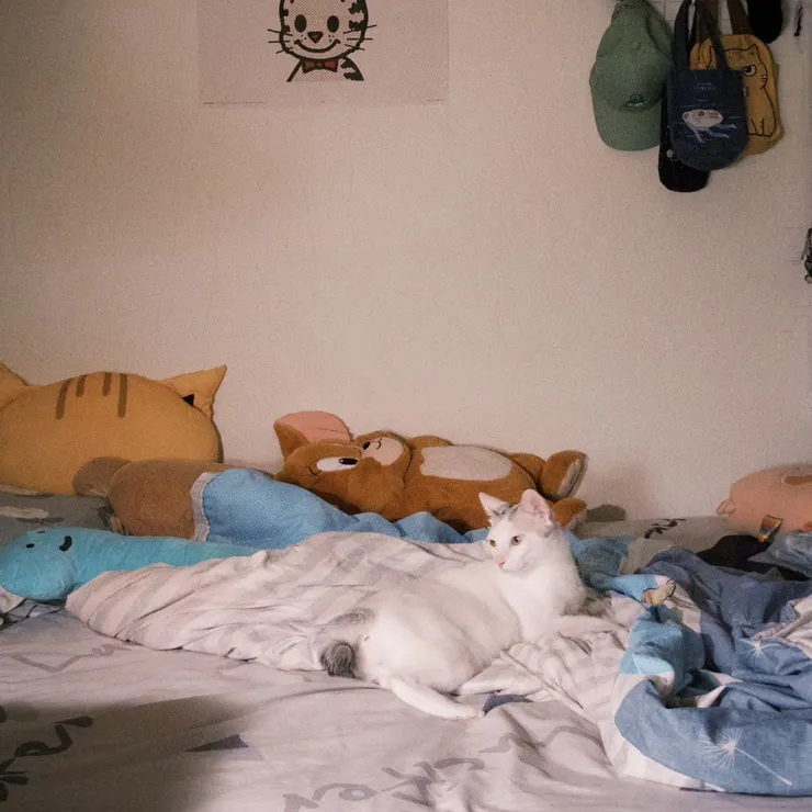 怎麼會有生物坐在那就好可愛 好療癒