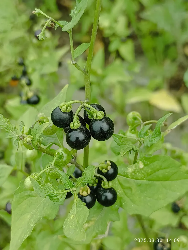 果熟呈黑可吃，自嚐幾顆不似童年味
