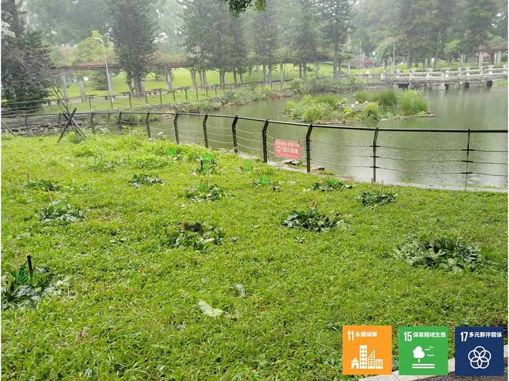 將修剪後的殘葉堆圍在上禮拜種好的棋盤腳周圍,當作幼苗們的天然保濕潤膜