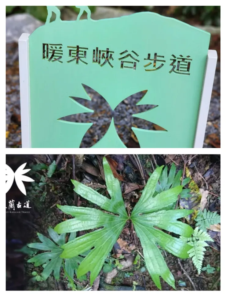 （上圖：雙扇厥的標誌，下圖：實體雙扇蕨充滿活力）