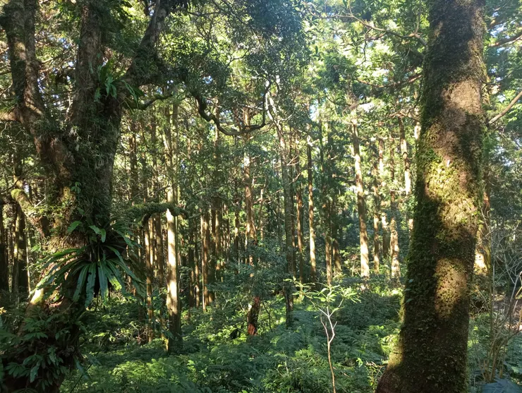 滿滿的森林芬多精