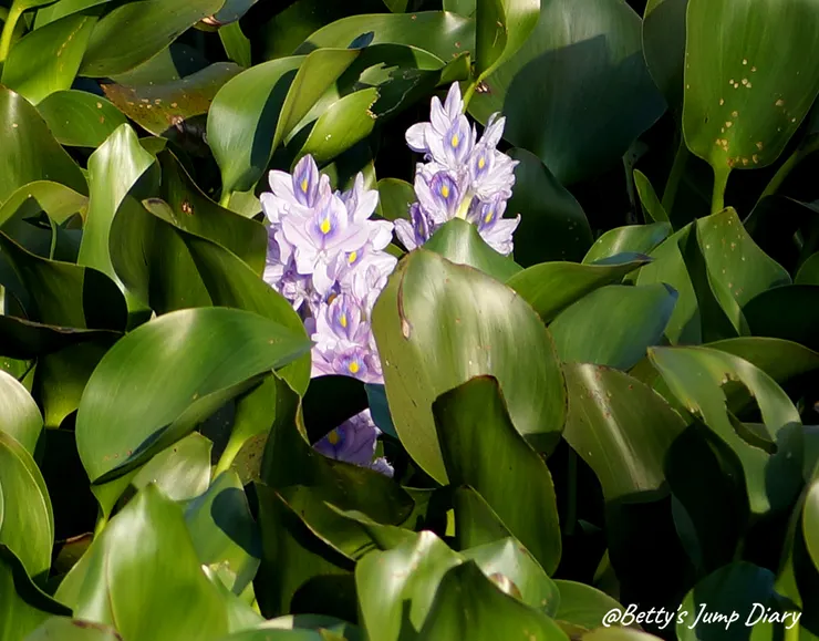 ▲新竹峨眉湖遊艇遊湖碼頭/圖片來源:Betty's Jump Diary