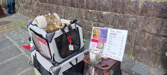 好命的貓