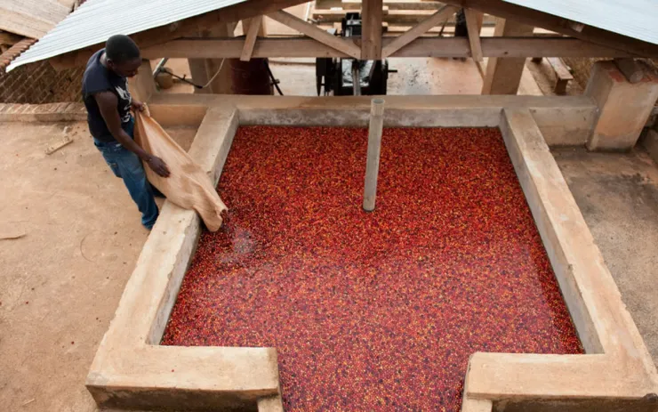  CP值最高的藝妓咖啡!! 擁有非洲特有濃烈花香、柑橘甜香與果酸香